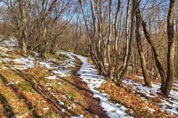 Bosque de invierno paisaje — Foto de Stock