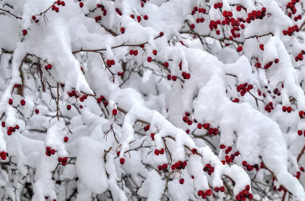 Winter achtergrond met rode rozenbottels bedekt met sneeuw — Stockfoto