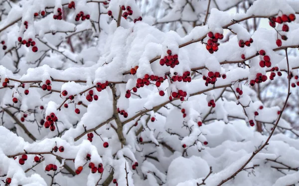 Winter achtergrond met rode rozenbottels bedekt met sneeuw — Stockfoto