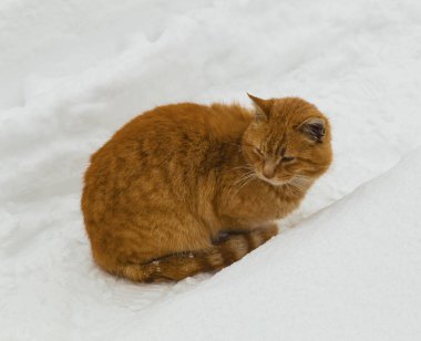 Soğuk kış günü kar üzerinde kedi