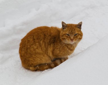 Soğuk kış günü kar üzerinde kedi