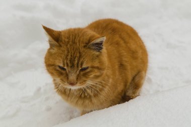 Soğuk kış günü kar üzerinde kedi