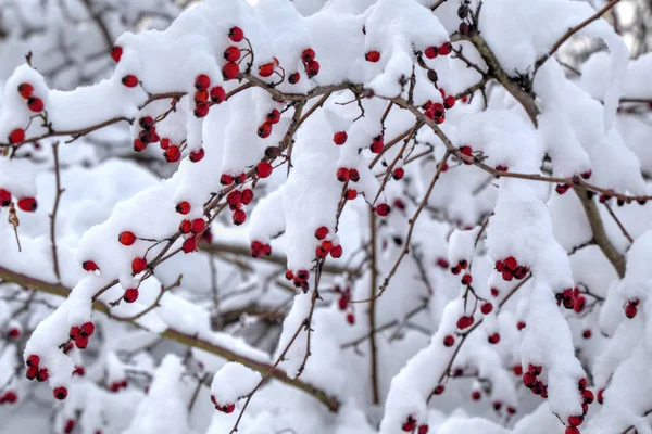 Achtergrond met rode rozenbottels bedekt met sneeuw — Stockfoto