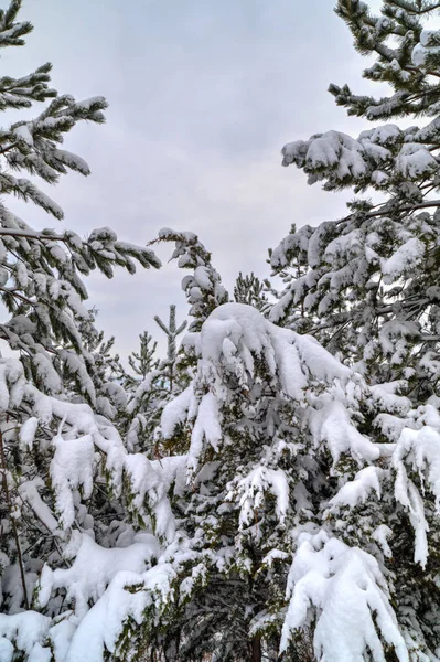 Winterlandschap met besneeuwde bomen — Stockfoto