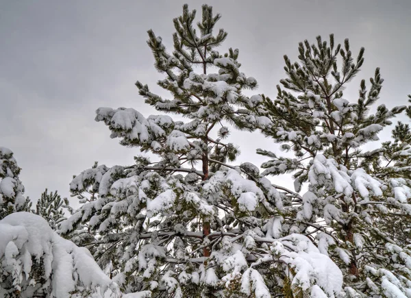 Paisagem de inverno com árvores cobertas de neve — Fotografia de Stock