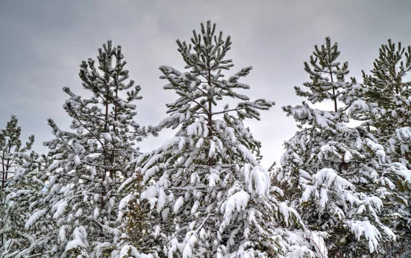 Winter landscape with trees covered with snow