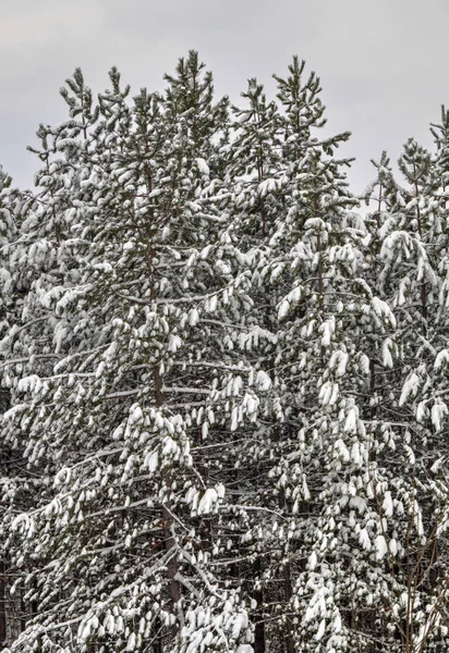 Winterlandschap met besneeuwde bomen — Stockfoto