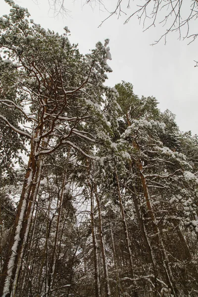 Paisaje invernal con árboles cubiertos de nieve — Foto de Stock