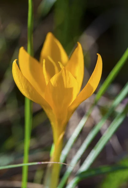 Beautiful yellow crocus — Stock Photo, Image