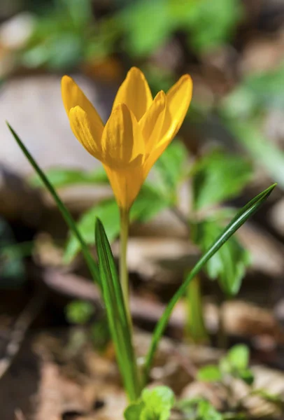 Beautiful yellow crocus — Stock Photo, Image