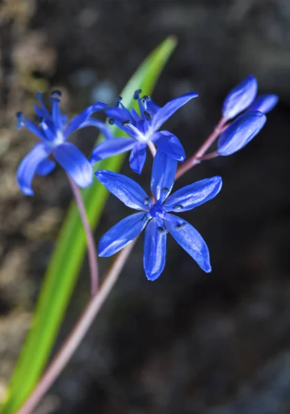 Vackra blå blåstjärna — Stockfoto