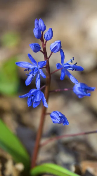 Vackra blå blåstjärna — Stockfoto