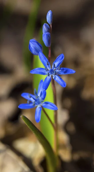 Güzel mavi squill — Stok fotoğraf