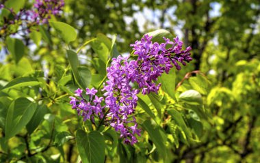 Eflatun çiçekler çok güzel