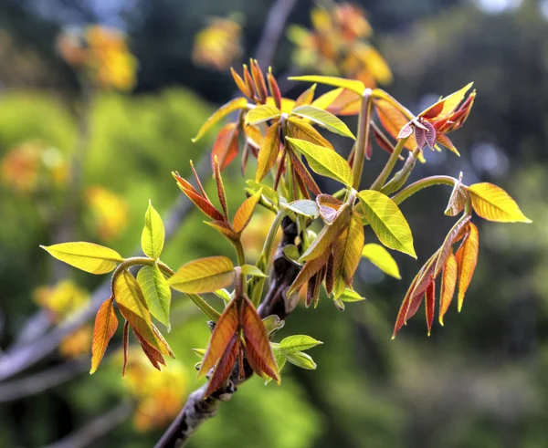 Fresh spring plant — Stock Photo, Image