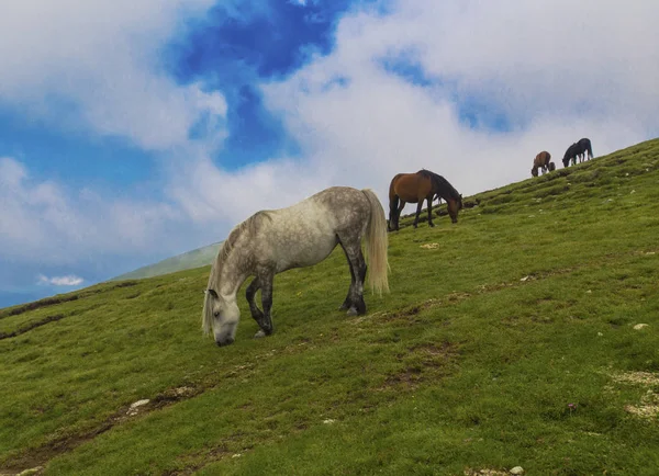 Wild paard portret — Stockfoto