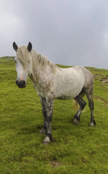 Divoký kůň portrét — Stock fotografie