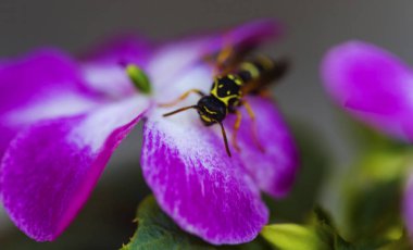 Bal arısı tozlaşmak güzel çiçek