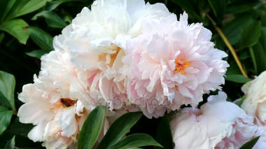 Bal arıları güzel çiçekler tozlaşmak