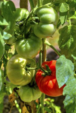 taze domates bitki