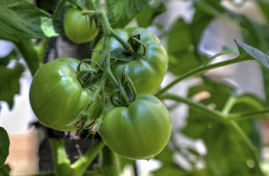 taze domates bitki