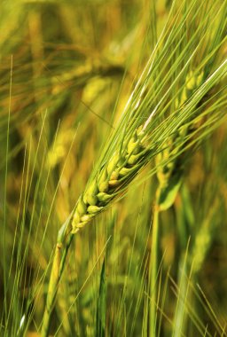 Tarlada taze olgun buğday