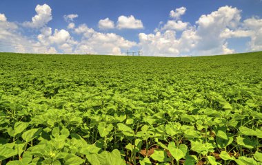Yeşil alanda yüksek voltajlı elektrik yükü hattı ile peyzaj