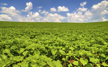 Yeşil alanda yüksek voltajlı elektrik yükü hattı ile peyzaj