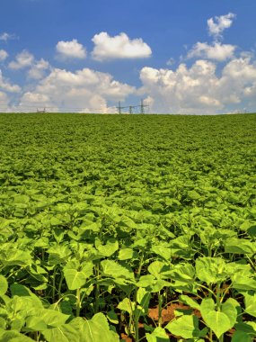 Yeşil alanda yüksek voltajlı elektrik yükü hattı ile peyzaj