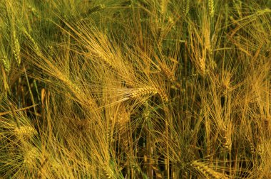 Olgun buğday alanında