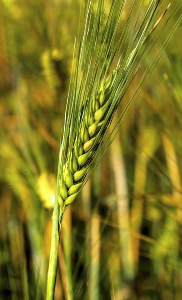 Ripe wheat on the field — Stock Photo, Image