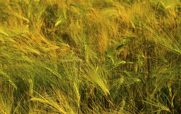 Zralé pšenice na hřišti — Stock fotografie