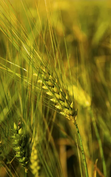 Reifer Weizen auf dem Feld — Stockfoto