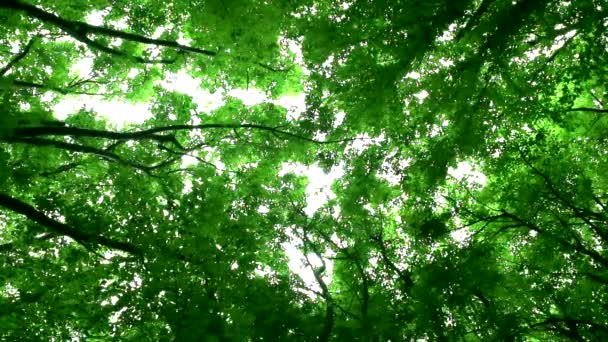 Los pájaros cantan en un bosque verde — Vídeo de stock