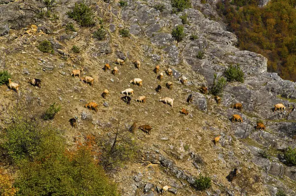 Mooi landschap met geiten — Stockfoto