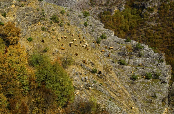 Beautiful landscape with goats — Stock Photo, Image