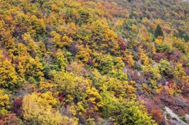 Renkli sonbahar ormanıyla manzara