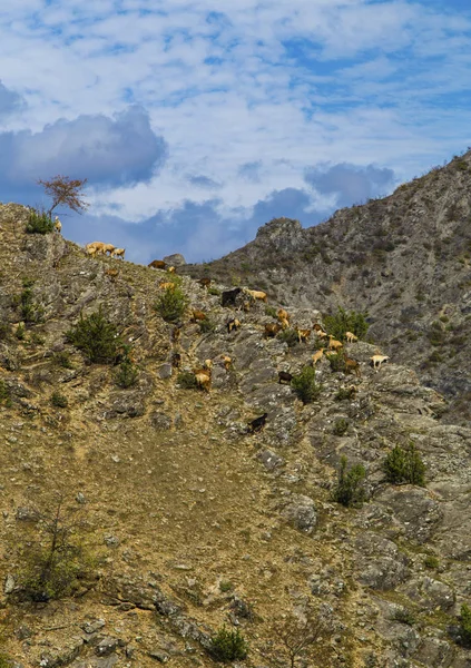 Paysage avec des chèvres en montagne — Photo