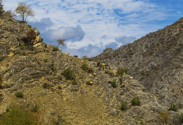 Paysage avec des chèvres en montagne — Photo