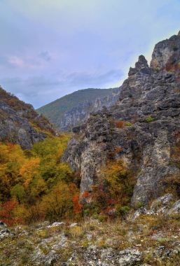Renkli sonbahar orman ile dağ manzara