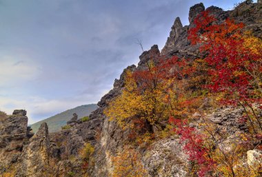 Renkli sonbahar orman ile dağ manzara