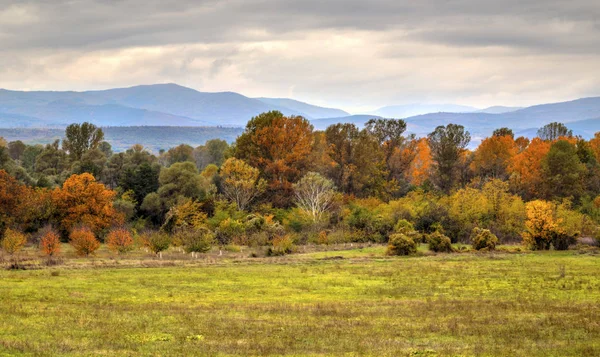 Renkli sonbahar ormanıyla manzara — Stok fotoğraf