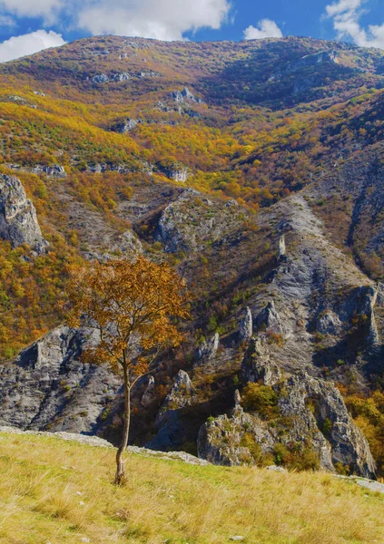 Renkli sonbahar orman ile dağ manzara