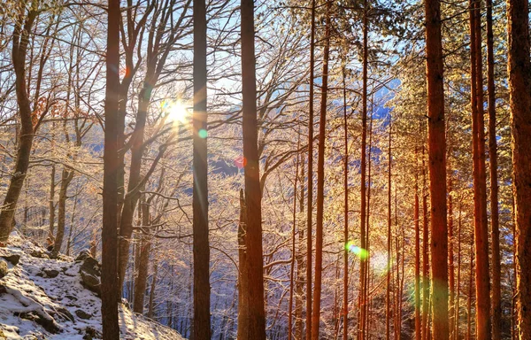 Landschap met stralen van de zon in de winter forest — Stockfoto