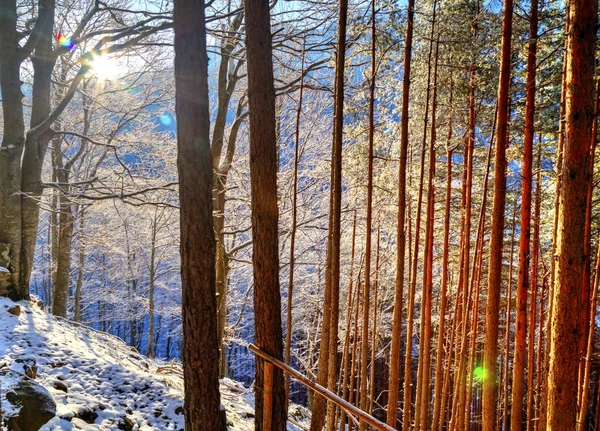 Paisaje con rayos de sol en bosque invernal — Foto de Stock