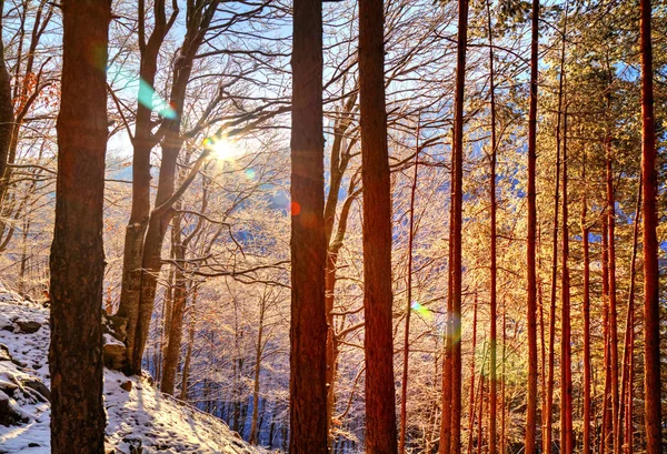 Landschap met stralen van de zon in de winter forest — Stockfoto