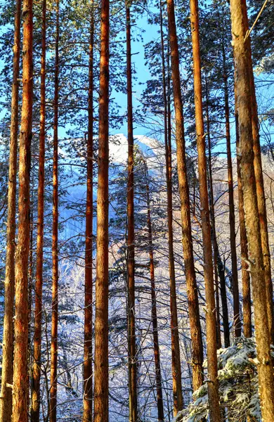 Hermoso paisaje forestal — Foto de Stock