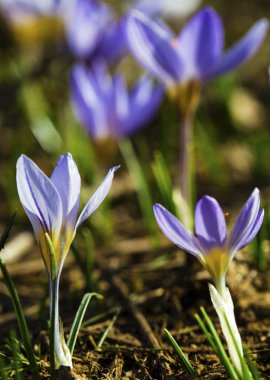 Güzel mavi bitkisi çiçeği.