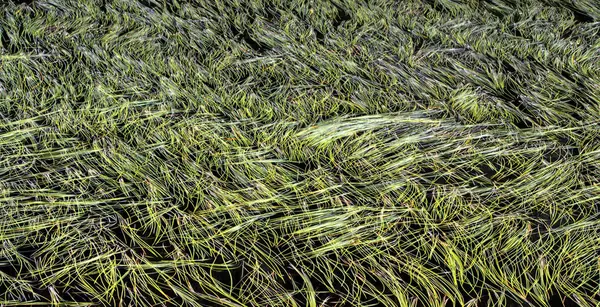 Fundo com grama verde na água — Fotografia de Stock