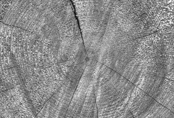 Wooden texture in black and white — Stock Photo, Image